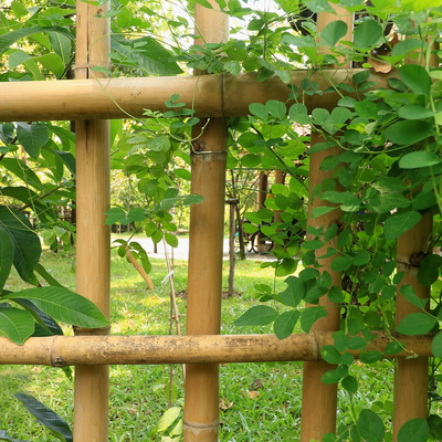 園芸植物の装飾未加工タケ ポーランド人自然なTonkinタケ ポーランド人