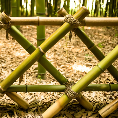 園芸植物の装飾未加工タケ ポーランド人自然なTonkinタケ ポーランド人
