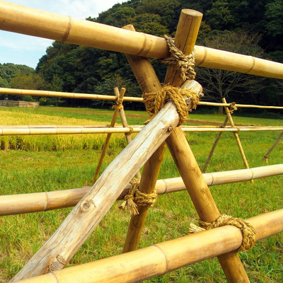 カスタマイズされた乾燥したまっすぐな屋外の大きいMosoタケ ポーランド人60cmから595cmの自然な色